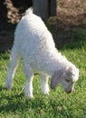 Angora Goat Kid