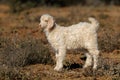 Angora goat kid Royalty Free Stock Photo