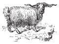 Angora goat, vintage engraving