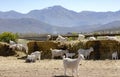 Angora goats on a farmland