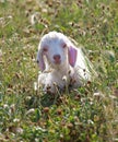 Angora kid Royalty Free Stock Photo