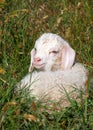Angora kid Royalty Free Stock Photo