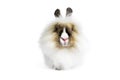 Angora Lion Head Rabbit Royalty Free Stock Photo
