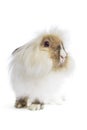 Angora Lion Head Rabbit Royalty Free Stock Photo