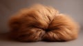 Angora In Medium Brown - A Captivating Image Of A Large Furry Ball Royalty Free Stock Photo