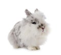 Angora Mini Lop Royalty Free Stock Photo