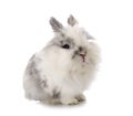 Angora Mini Lop Royalty Free Stock Photo
