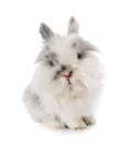 Angora Mini Lop Royalty Free Stock Photo