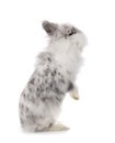 Angora Mini Lop Royalty Free Stock Photo
