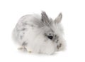 Angora Mini Lop Royalty Free Stock Photo