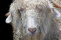 Angora mohair goat