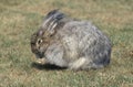 ANGORA RABBIT, ADULT STANDING ON GRASS