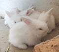 Angora rabbit bunnies four rabbits Royalty Free Stock Photo