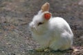 Cute white lionhead rabbit Royalty Free Stock Photo