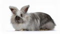 Angora Rabbit, isolated on a white background Royalty Free Stock Photo