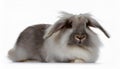 Angora Rabbit, isolated on a white background Royalty Free Stock Photo