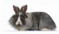 Angora Rabbit, isolated on a white background Royalty Free Stock Photo