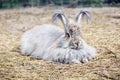 ANGORA RABBIT ON A STRAW