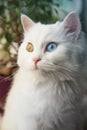 Angora white cat with blue and yellow eyes sitting on window sill and looking curious Royalty Free Stock Photo