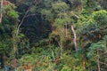 Angra dos Reis rainforest in Brazil