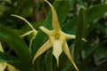 Angraecum sesquipedale, Christmas orchid