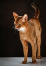Angry abyssinian cat on black brown background