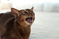 Angry Abyssinian cat on blurred background. Troublesome pet