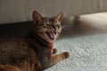 Angry Abyssinian cat on floor. Troublesome pet