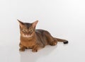 Angry Abyssinian cat lying on the white background