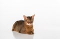 Angry Abyssinian cat lying on the white background