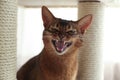 Angry Abyssinian cat on pet tree at home. Troublesome pet
