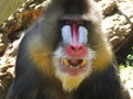Angry adult mandrill showing its teeth