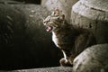 Angry adult stray cat snarling Royalty Free Stock Photo