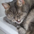 Angry adult tabby cat hissing and showing teeth Royalty Free Stock Photo