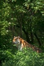 Angry tiger in wild Royalty Free Stock Photo