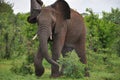 Angry African Elephant charging Royalty Free Stock Photo