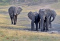 Angry African elephants at Etosha National Park Namibia