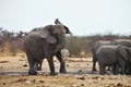 Angry African elephants, Loxodon africana, Etosha, Namibia Royalty Free Stock Photo