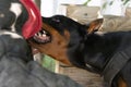 Angry Aggressive dog Doberman Pinscher grabs criminal's clothes. Royalty Free Stock Photo