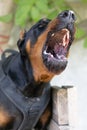 Angry Aggressive dog Doberman Pinscher grabs criminal\'s clothes. Service training. Royalty Free Stock Photo