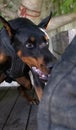 Angry Aggressive dog Doberman Pinscher grabs criminal\'s clothes. Service training. Royalty Free Stock Photo