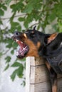 Angry Aggressive dog Doberman Pinscher grabs criminal\'s clothes. Service training. Royalty Free Stock Photo