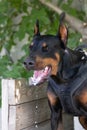 Angry Aggressive dog Doberman Pinscher grabs criminal\'s clothes. Service training. Royalty Free Stock Photo