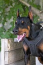 Angry Aggressive dog Doberman Pinscher grabs criminal\'s clothes. Service training. Royalty Free Stock Photo