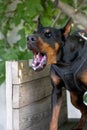 Angry Aggressive dog Doberman Pinscher grabs criminal\'s clothes. Service training. Royalty Free Stock Photo