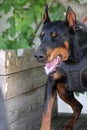 Angry Aggressive dog Doberman Pinscher grabs criminal\'s clothes. Service training. Royalty Free Stock Photo