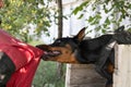 Angry Aggressive dog Doberman Pinscher grabs criminal\'s clothes. Royalty Free Stock Photo