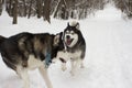 Angry aggressive husky snow winter beautiful proud animal wild dog wolf snow great