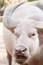 Angry albino water buffalo