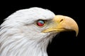 Angry American bald eagle. Zombie looking bird with eye nictitating membrane reflecting red light